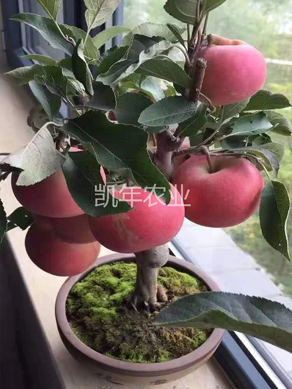 产品名称