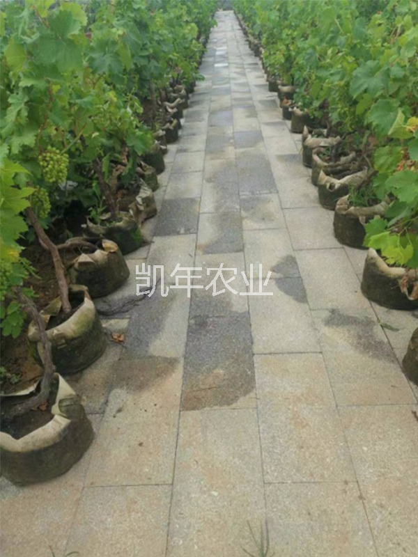 产品名称