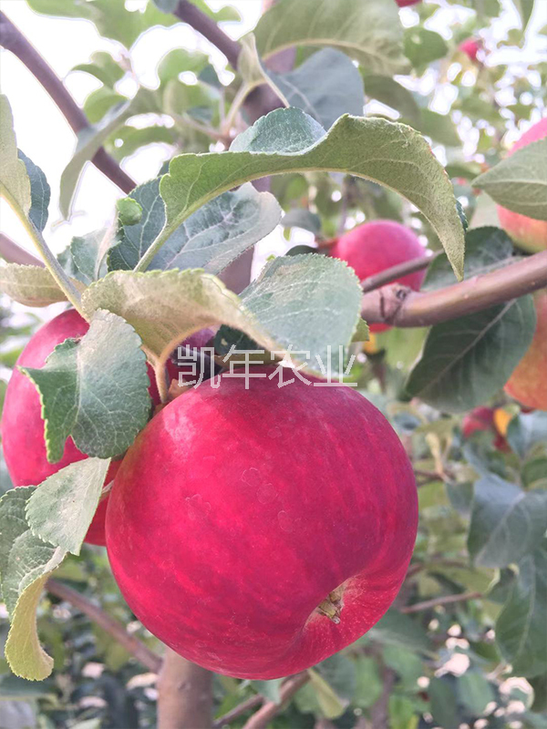 产品名称