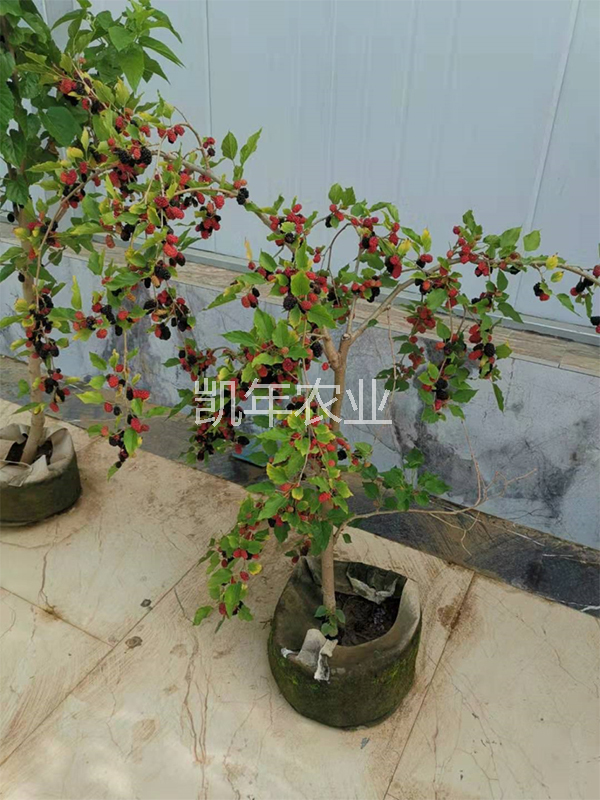 产品名称